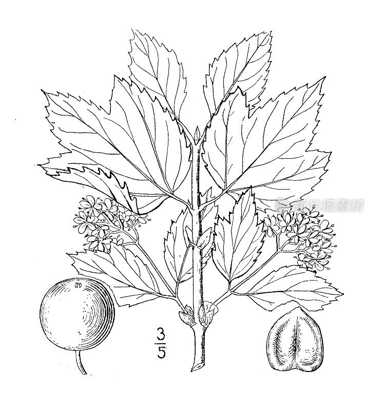 古植物学植物插图:Viburnum pauciflorum，少数花蔓越莓树